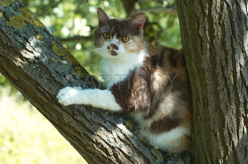 BRITISH SHORTHAIR 081.jpg